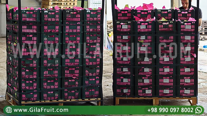 Iranian Export Melons Fruit Export Fresh Produce Long-Distance Shipping