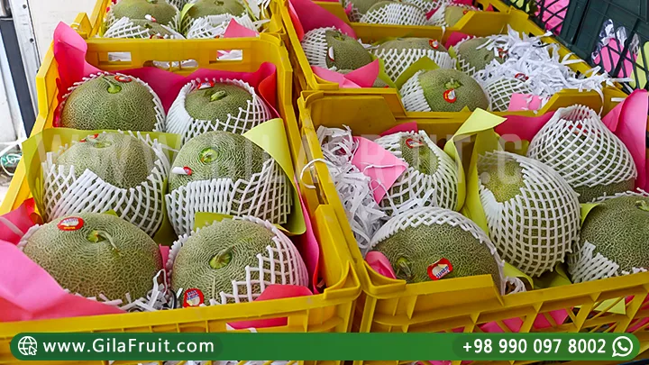 Iranian Export Melons